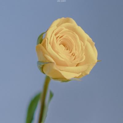 不良人2手游爱奇艺版下载
